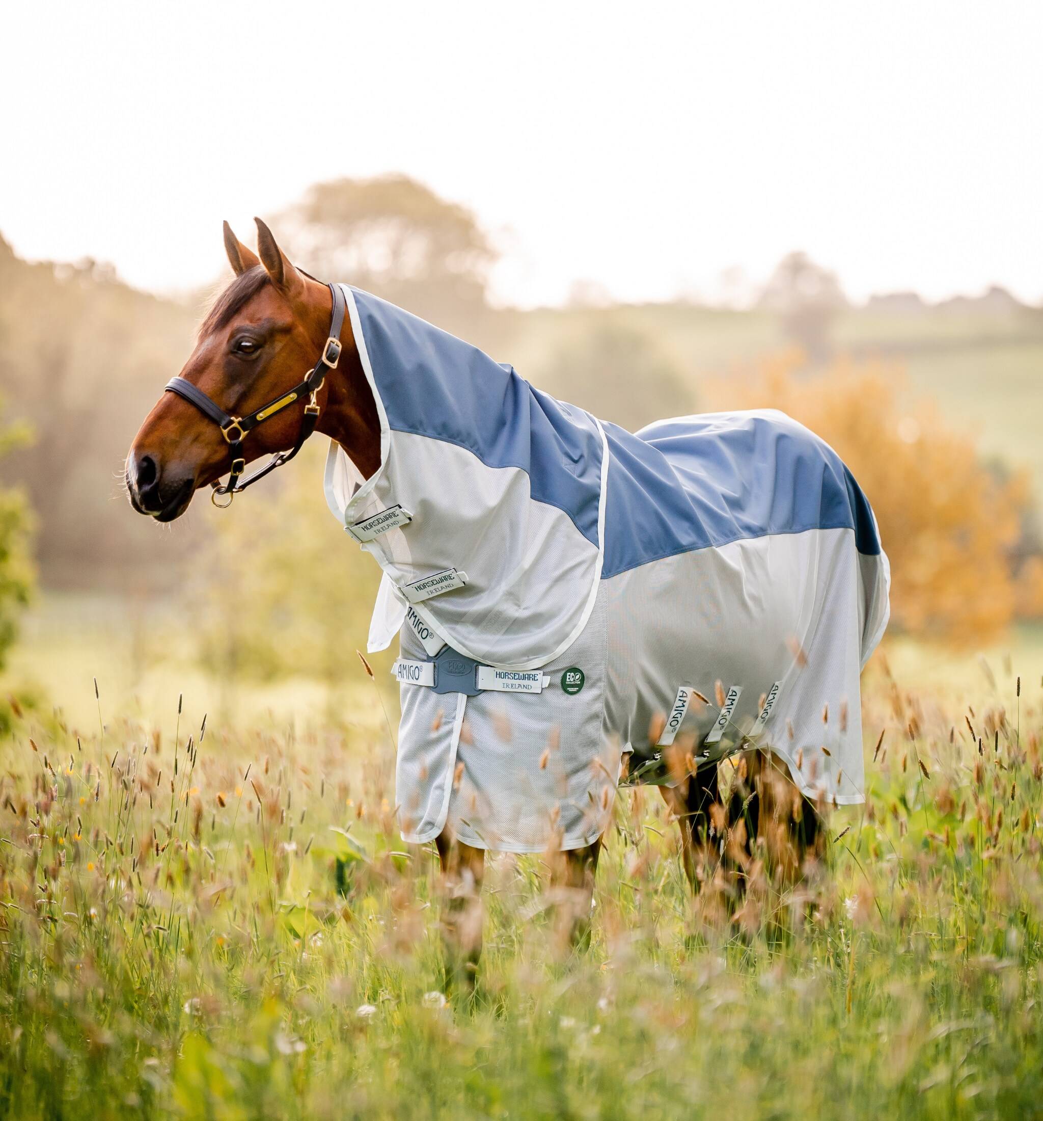 Amigo Ameco Combi - Teal, Horseware