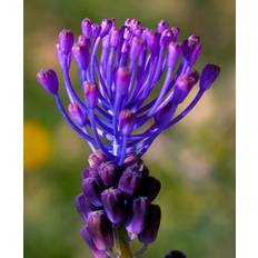 Perlehyacinth – Muscari Comosum ‘Lampascioni’ frø