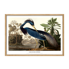 Louisiana Heron Plakat