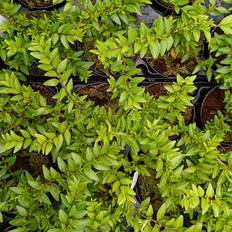 Gedeblad -Liguster (Lonicera pileata)