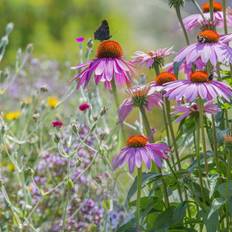 Blomstermix 'Sommerfugleblanding' (7-8 m2)