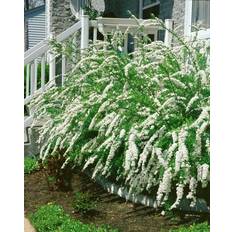 Norskspirea 'Grefsheim' 30-50 cm 100-p