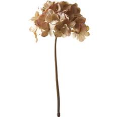Hortensia 2024