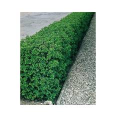 Måbär OMNIA GARDEN Ribes alpinum 40-60cm 150-pack