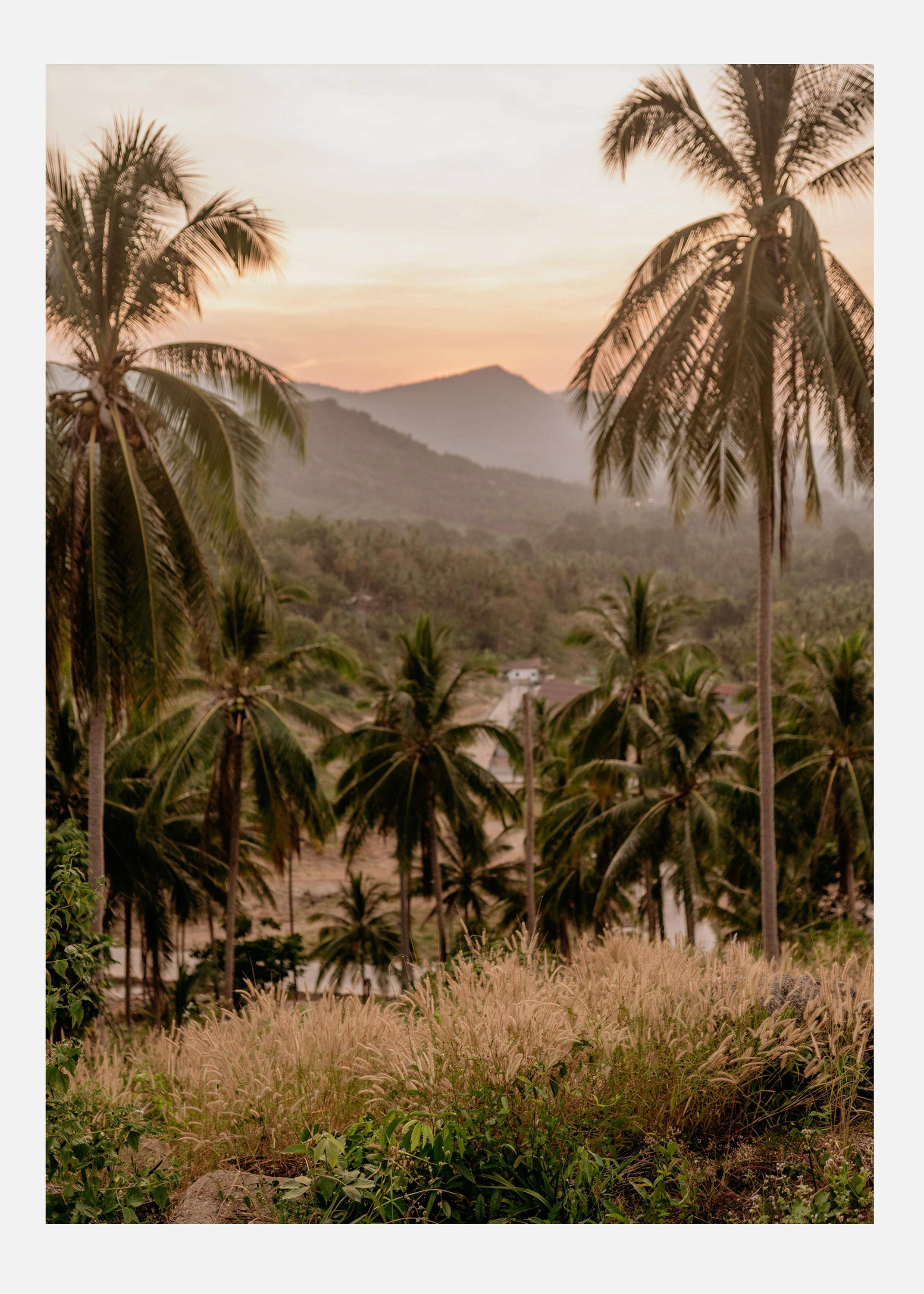 Palm Trees On Mountain Canvastavla (50x70 cm)