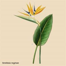 Paradisfugl Strelitzia reginae Plantefrø