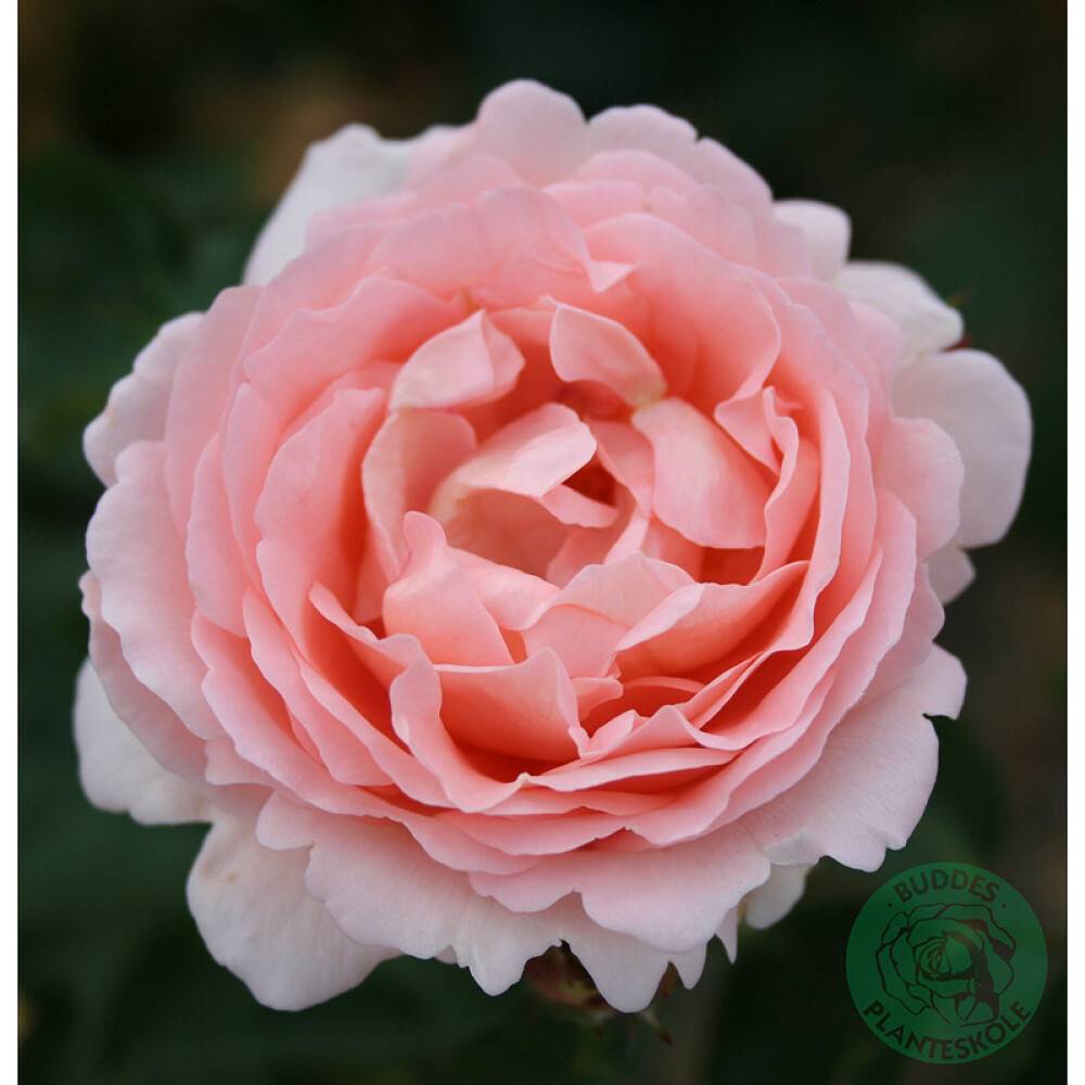 BUSKROS CLAIR RENAISSANCE BARROT ROSA 5-PACK