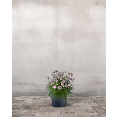 Engelsk Græs, Armeria 'Armada Pink' - 13 cm potte