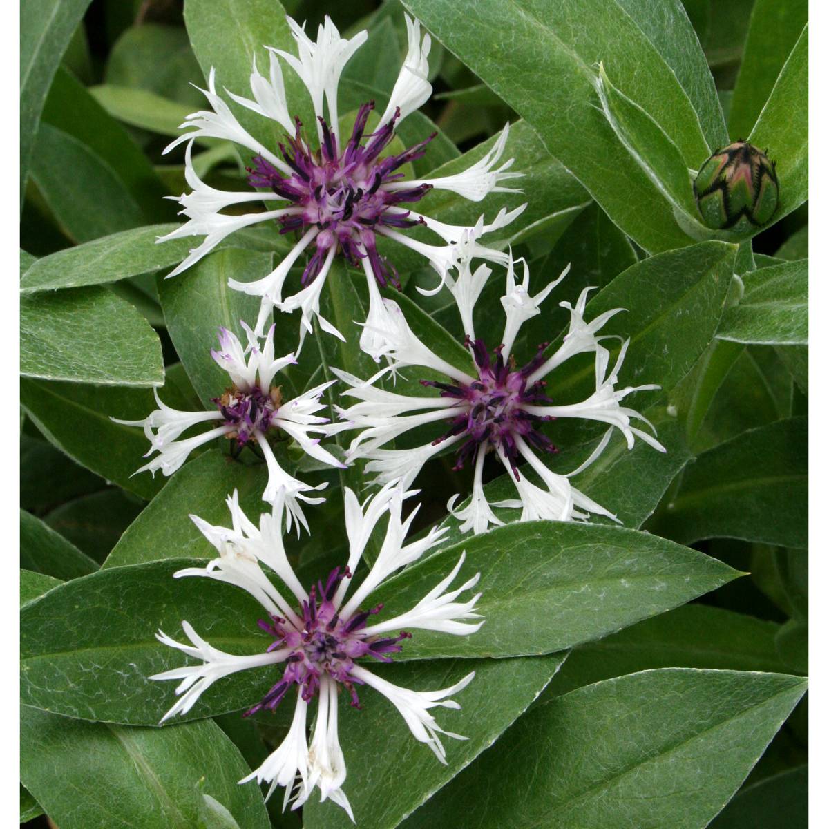 Bergklint - Centaurea montana Amethyst in Snow (Krukstorlek: 0,5-1L)