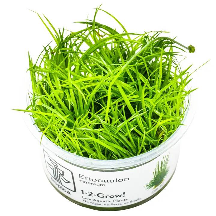 Tropica Eriocaulon cinereum 1-2-Grow