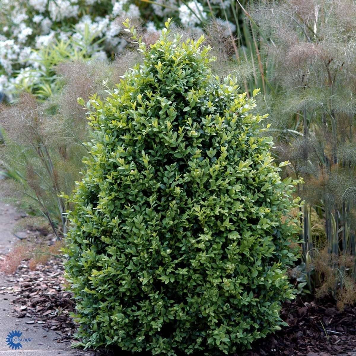 Buksbom (Buxus sempervirens) 40-60 cm