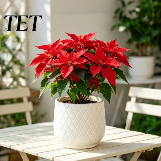 Stora Vita Planteringskärl för Inomhusväxter Blomkruka med Rombmönster Präglad Textur, Kraftigt Planteringskärl Moderna Minimalistiska Krukor Fönsterb