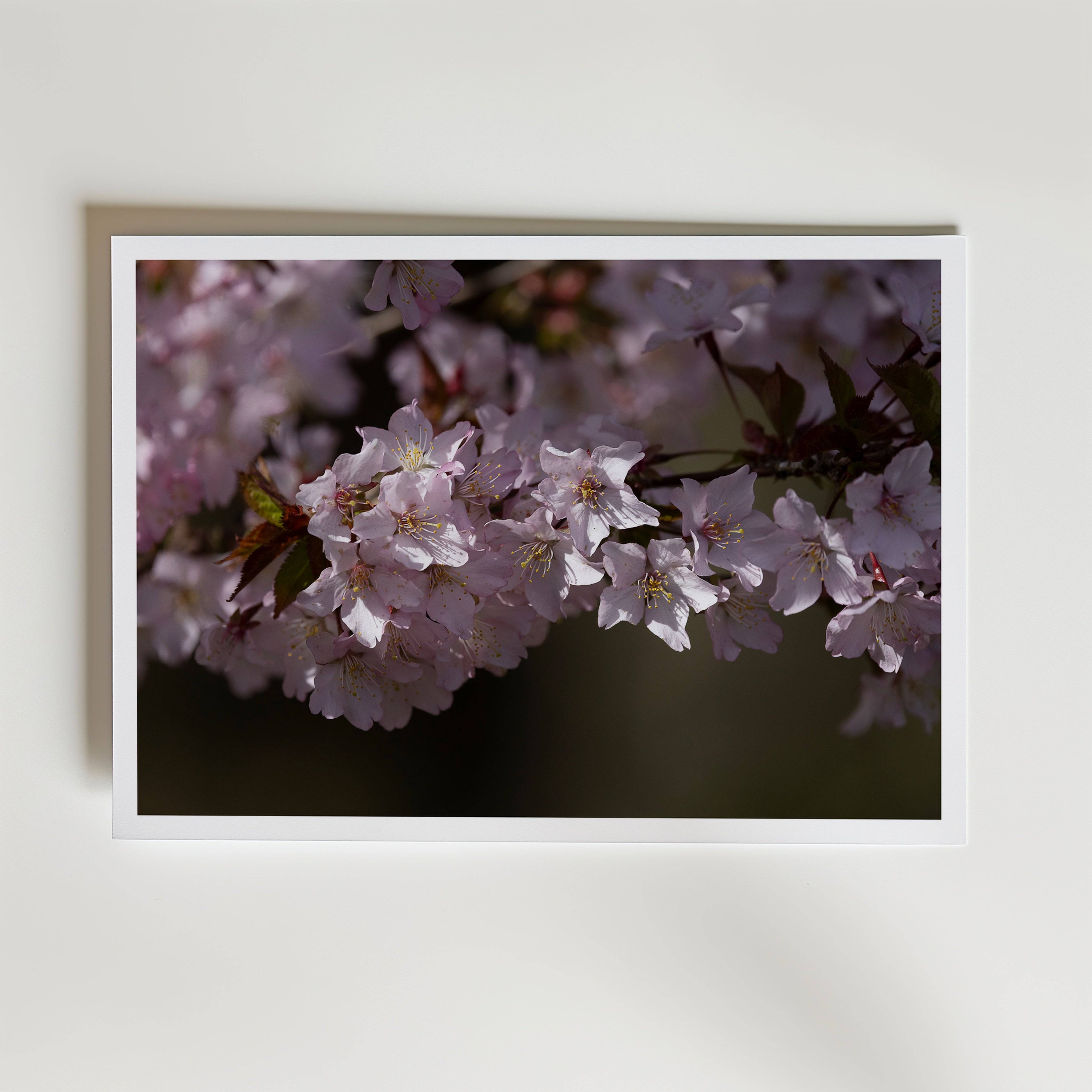 Cherryblossom Poster - Premium Canvas 21x30 cm