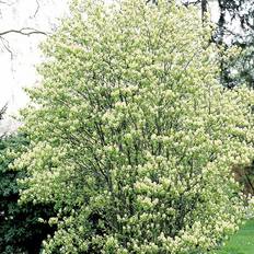 Aks-bærmispel (Amelanchier spicata) 30-50 cm