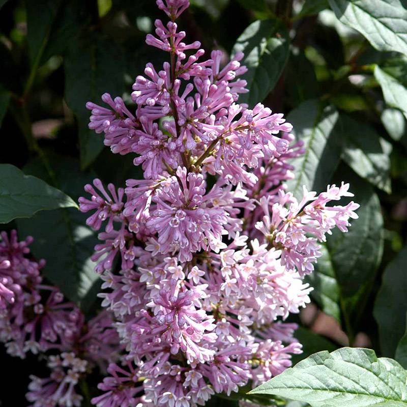 Syren (Syringa prestoniae 'Minuet') 80-120 cm