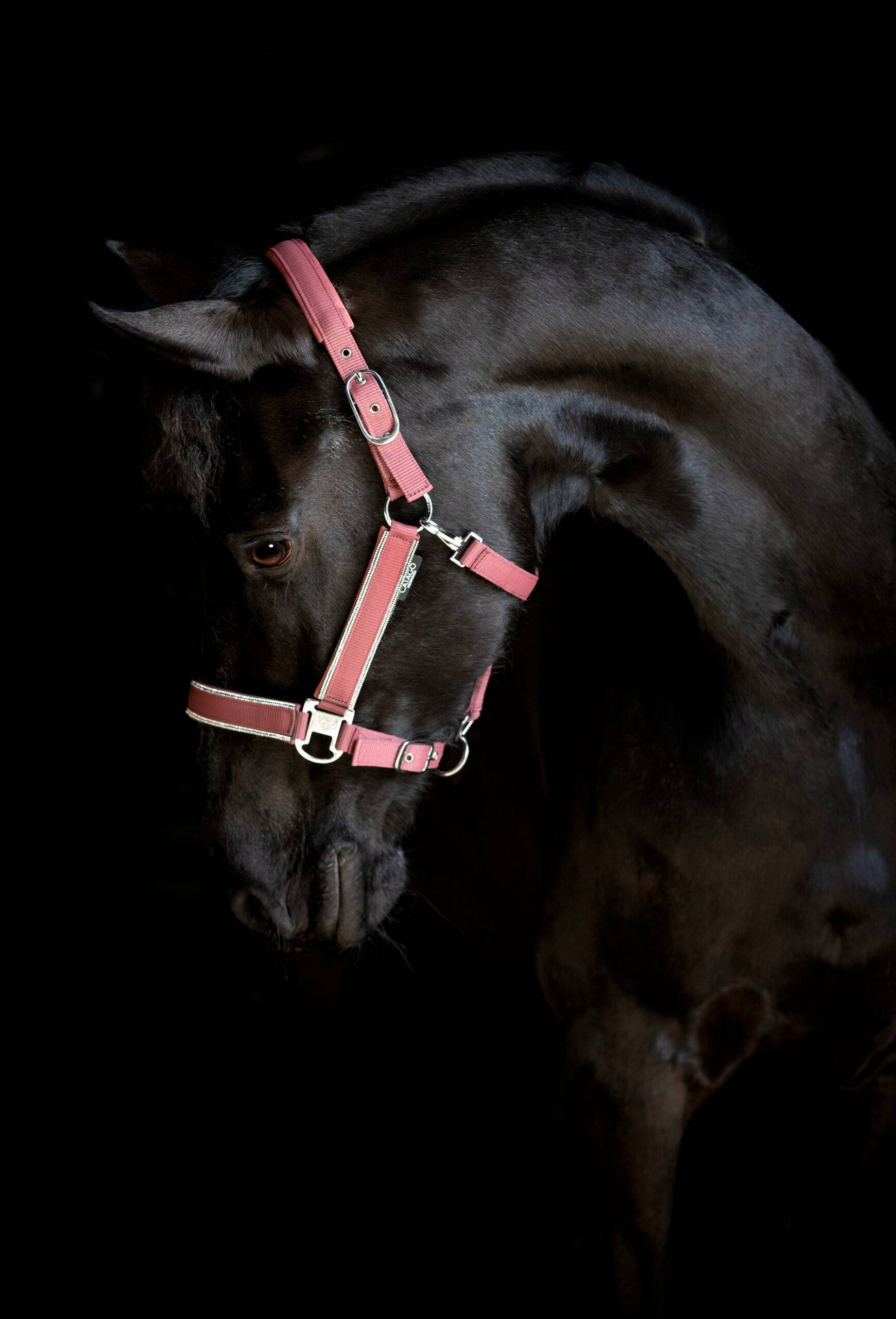 Catago Pearland grimma - Maroon , Pony