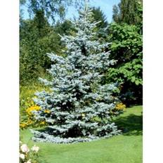 Blågran 'Glauca'