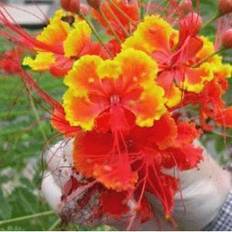 Påfugleblomst ‘Mexican Red bird of paradise’