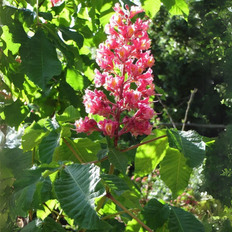 Hestekastanie Rød (Aesculus carnea 'Briotii') 160-200 cm
