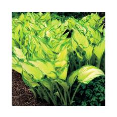 Blomsterfunkia OMNIA GARDEN Hosta fortunei 'Albopicta' 6-pack