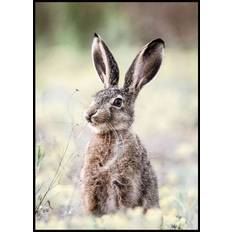 Wild Hare Close-Up Nature Poster (70x100cm) - Plakater  > Fotografiska Posters, Djur Posters