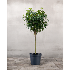 Opstammet Portugisisk Kirsebærlaurbær, Prunus Lusitanica 'Angustifolia' - 100-120 cm