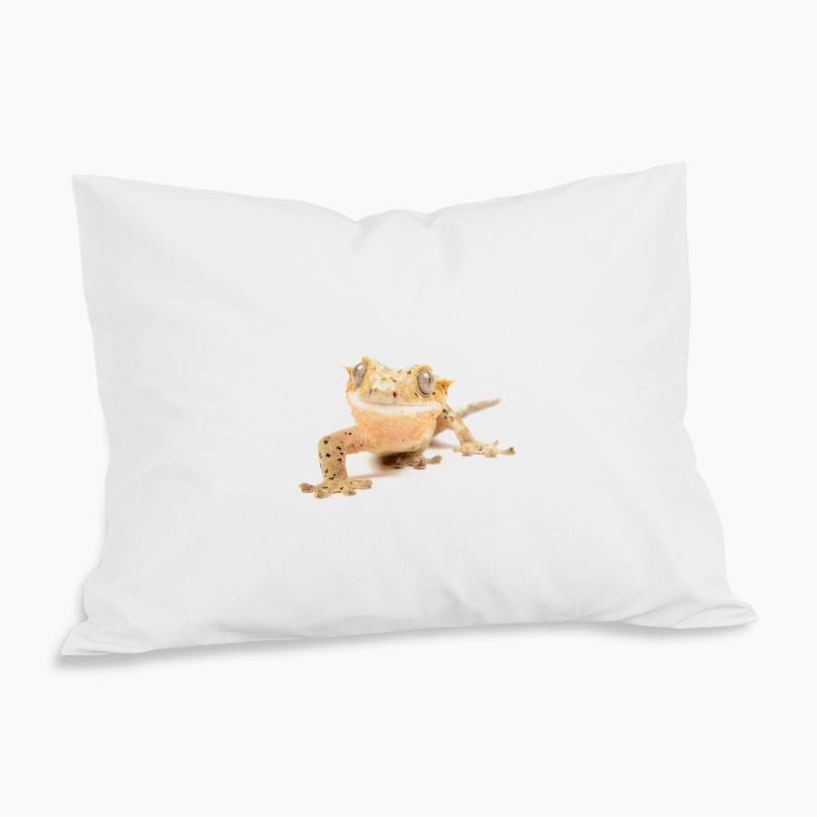 Ögonfransgecko Örngott