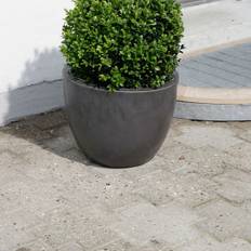 Buksbom Buxus sempervirens