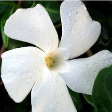 Vintergrøn (Vinca minor 'Alba')
