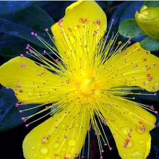 Perikon (Hypericum calycinum)