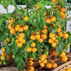 Körsbärstomat 'Balconi Yellow'