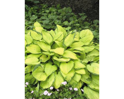 Blomsterfunkia OMNIA GARDEN Hosta fortunei 'Gold Standard' 6-pack