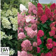 Syrénhortensia (Storlek: 30-40 C3)