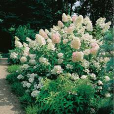 Buske Syrenhortensia Vit 20-50Cm Krukodlad