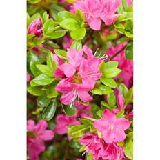 Rhododendron Japansk Azalea Rödrosa 20-25Cm 3-Pack