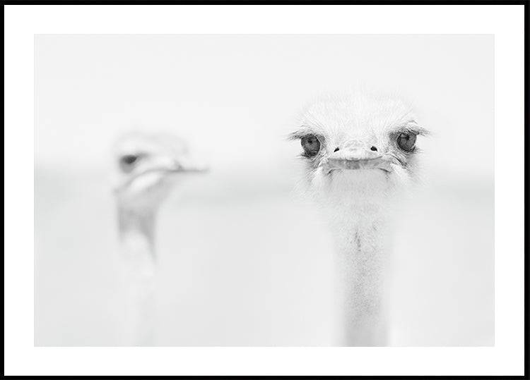 Funny ostrich (40x50cm) - Plakater > Fotografiska Posters, Svart och Vit Posters, Djur Posters, Humoristiska Posters, Natur Posters, BD
