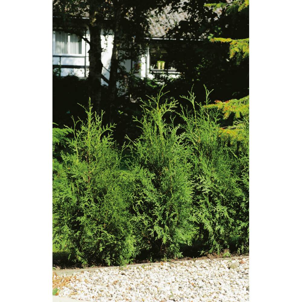 HÄCK THUJA BRABANT 80-100CM 100-PACK KRUKODLAD