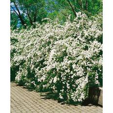 Häck Bukettspirea 20-40Cm 20-Pack Krukodlad