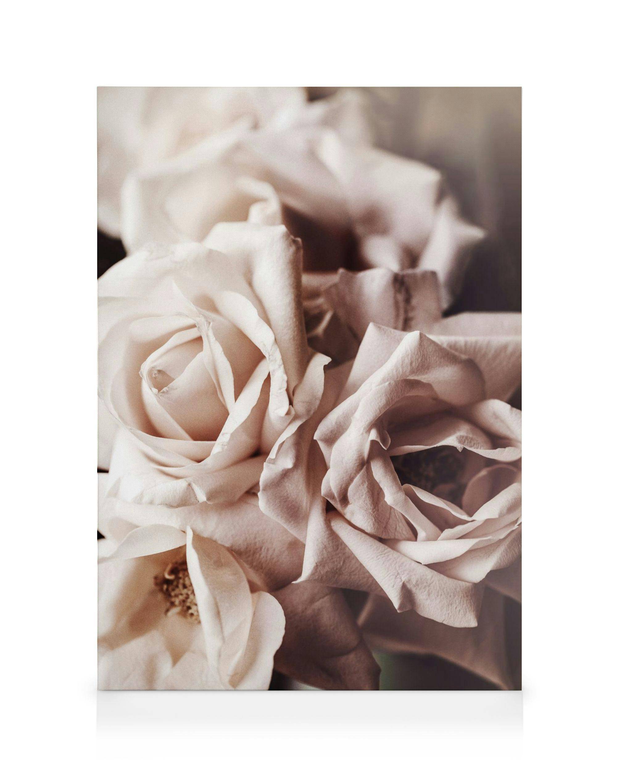 Canvastavlor Dusty Pink Roses No1 Canvastavla (50x70 cm - Svart ram)