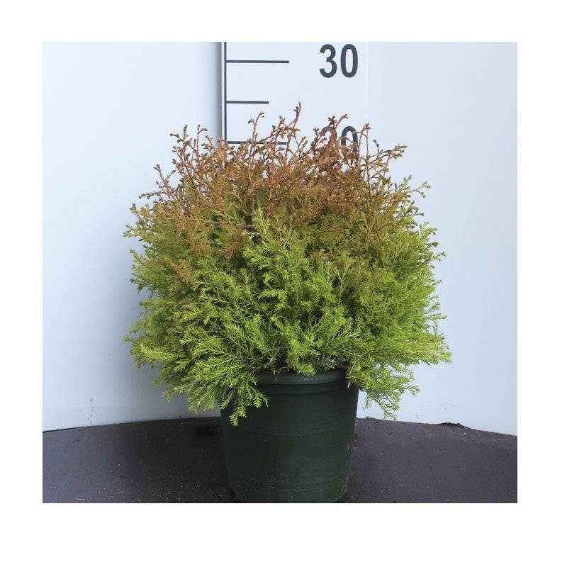 Thuja (Thuja occidentalis 'Fire Chief') 30-40 cm