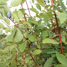 Lonicera caerulea (Blåfrugtet Gedeblad) Salgsh.: 15-30 cm. (Barrodet bundt m/10 stk)