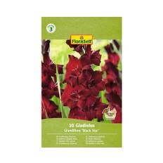 Blomsterlökar FLORASELF Gladiolus 'Black Star' 10st