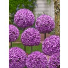 Allium / Prydløg &quot;Gladiator&quot; - Kæmpeprydløg. 16,95 kr/stk. ved min. 3 stk. - 14,95 kr/stk. ved min 10 stk.