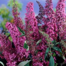 Syrénbuddleja, Fjärilsbuske - Buddleja davidii Pink Delight (Storlek: busk C5)