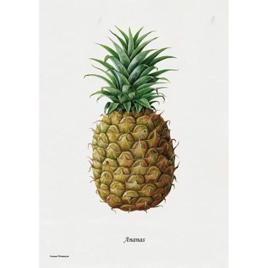 Litografi - Ananas.