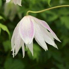 Klematis 'Rosy o´Grady'