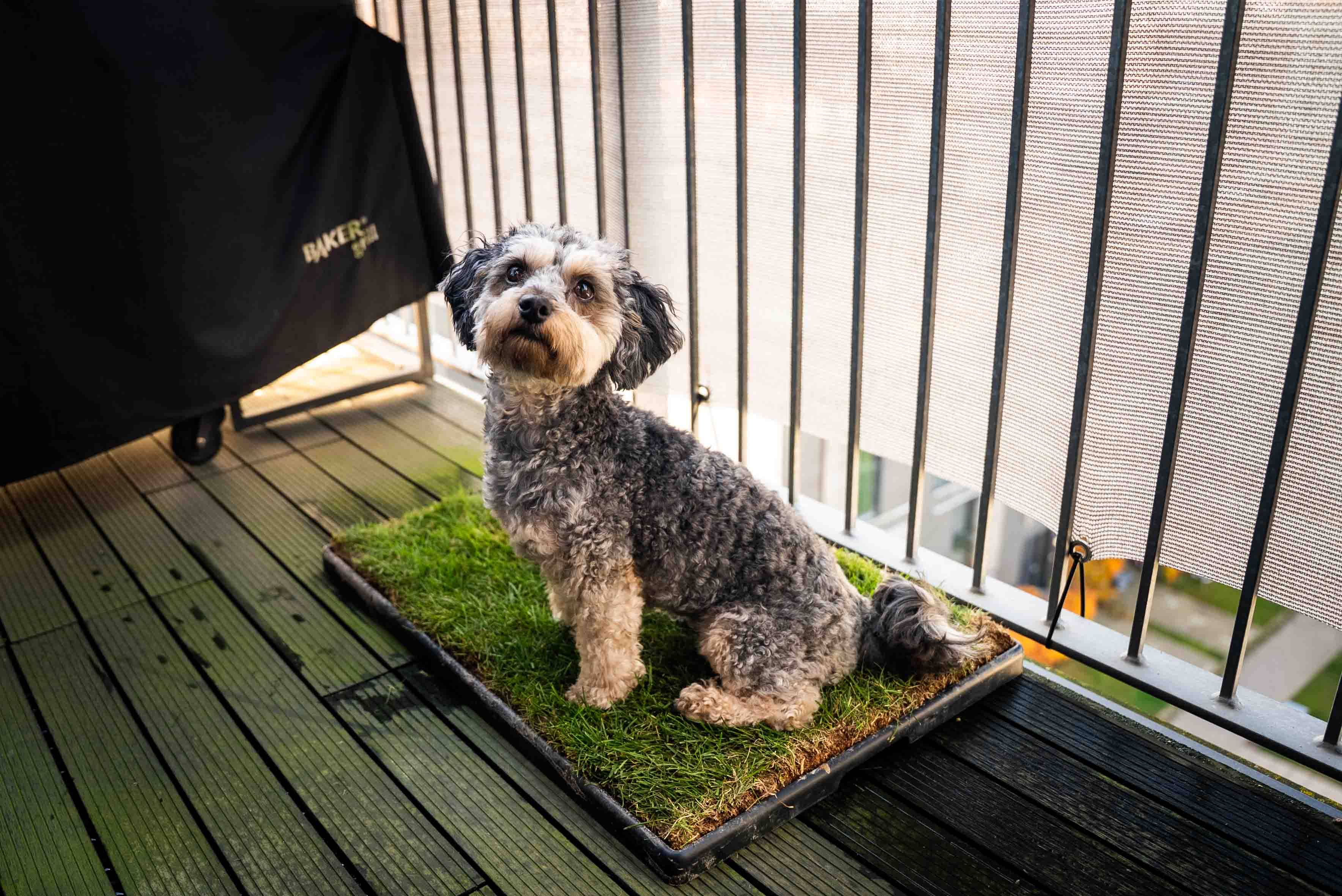 Hundegræs - Hundegræs med levering hver 4. uge