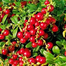 Tyttebær (Vaccinium vitis-idaea 'Red Pearl') Potte 10 cm