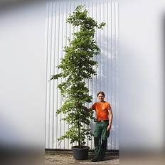 Bøg (Fagus sylvatica) 600 cm Stammeomkreds 25-30 cm