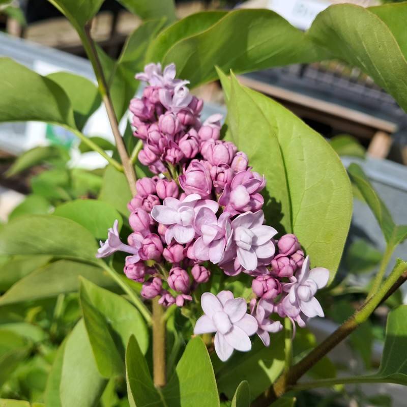 Storblomstret Syren Michel Buchner 150-175 cm. - Syringa vulgaris Michel Buchner